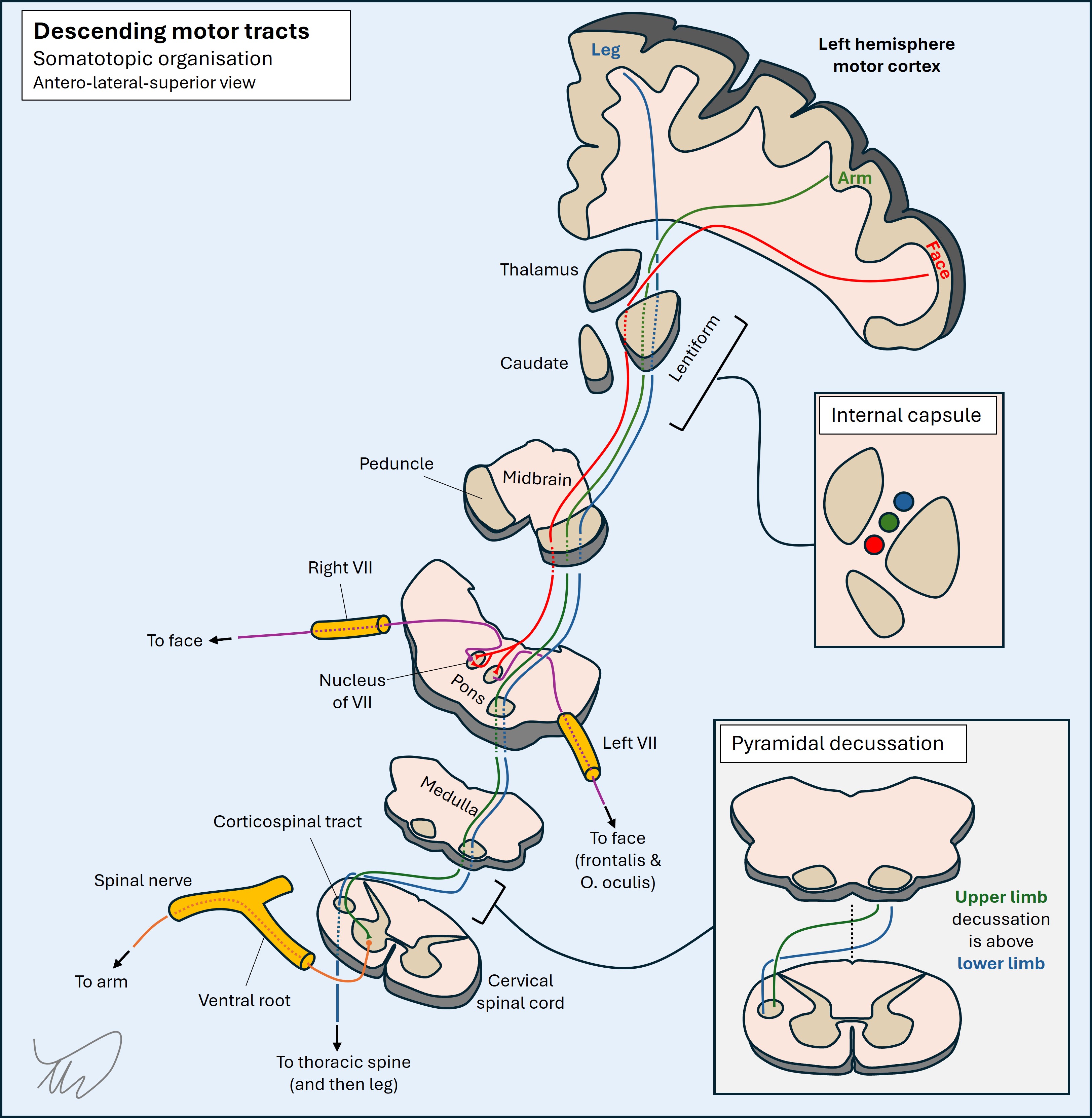 Descending motor tracts
